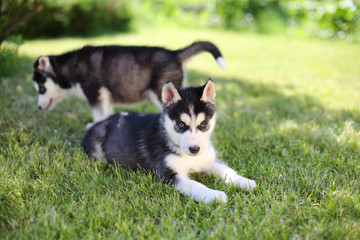 Two puppies husky sitting on the green grass