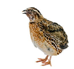 Domesticated quail with eggs isolated on white background 