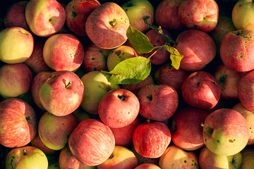 Lots of harvested red mac apples in the evening sunlight