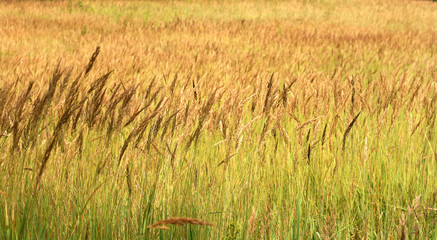 spikelet field background