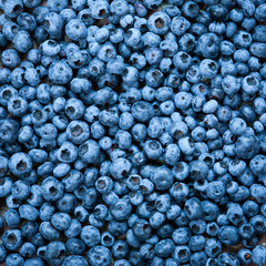 Blueberries close up