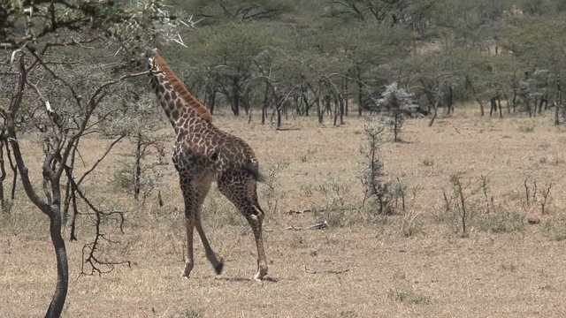 Injured Giraffe limping on the savanna