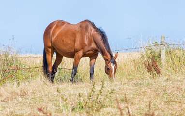 Obraz premium A sleek brown horse in a field eating grass.