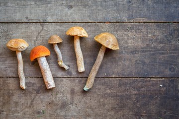 orange-cap boletus among brown cap boletus on a wooden table