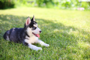 Little puppy husky lying on the green lawn