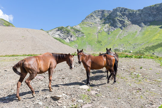 five horses standing on a mountain road