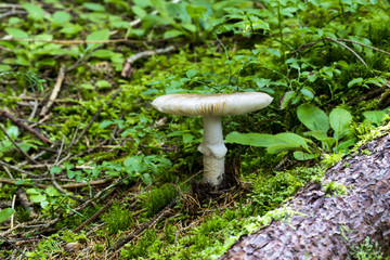Mushrooms in deep moss forest with green fresh moss