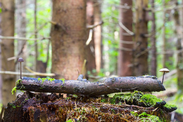 Mushrooms in deep moss forest with green fresh moss