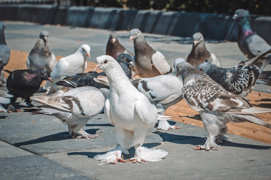 white tumbler pigeon with a group of pigeon on street