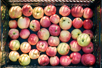 Organic apples in a plastic crate