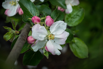Obraz na płótnie Canvas Apple blossom