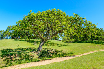 Green Tree and Hiking Trail Under Blue Sky