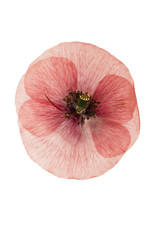Pressed and dried flower poppy