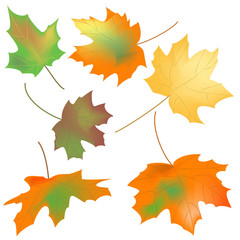 maple leaves of different shapes on a white background