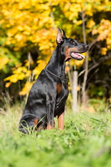 Close up view of the dobermann with lead is sitting on a grass in park.