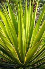 Agave plant growing wild in Tenerife,Canary Islands,Spain.Nature background.