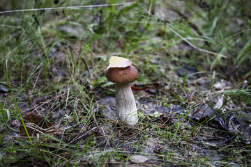 Mushroom porcini on moss in forest.