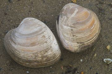 Two Clams © balashark