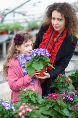 Fototapeta premium Little girl with mother holding pot with beauty cineraria in the greenhouse