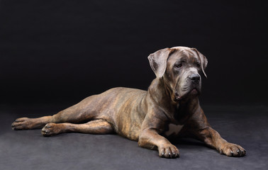 Obraz premium Cane Corso brindle lying on the floor isolated on black