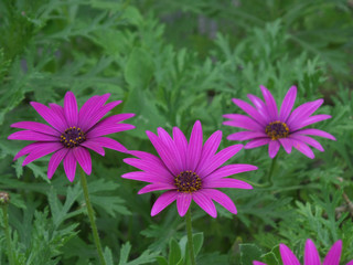 Obraz premium Three Blooming Vivid Purple Pink Wild Flowers in the Green Bush 