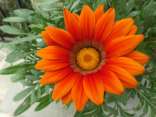 Fully Blooming Vivid Orange Flower on the Green Leaves 