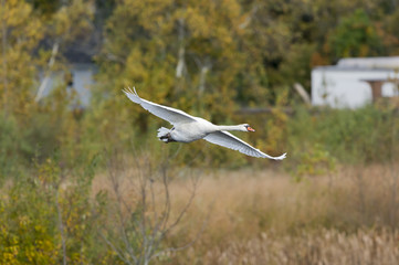 Mute swan eye contact