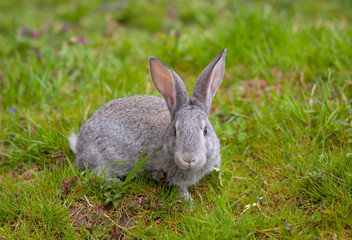 little rabbit