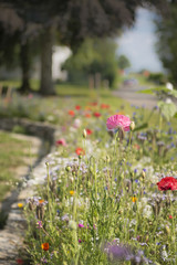 flowers meadow - Blumenwiese, 