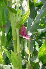 ripe corn
