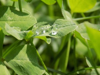 Fototapeta na wymiar Rain drops on clover leaf