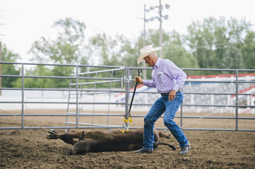 Cowboy branding cattle in rodeo