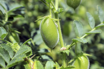 Chickpeaks on the branch plant