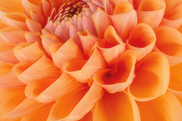 Orange flower petals, close up and macro of chrysanthemum, beautiful abstract background