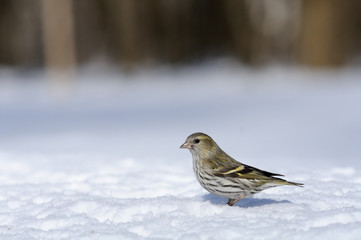 Siskin at a snowdrift