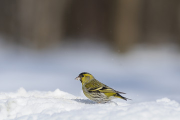Male siskin in snow