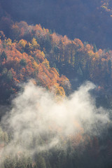 Fototapeta premium Coniferous and deciduous mountain forest in autumn colors