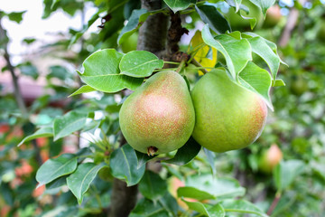 two pears on a branch close-up view