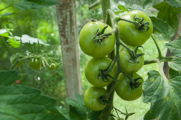 Unriped tomatoes in the greenhouse.