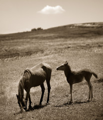 horses in nature