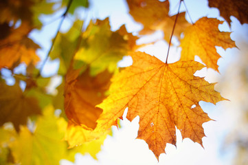Fototapeta na wymiar Branch of the Maple leaves in autumn time