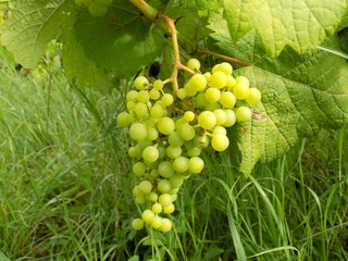Bunch of grapes in vineyard