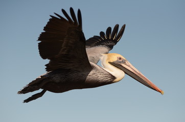 Brown Pelican