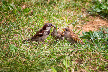 Sparrow in the green grass, nature, park