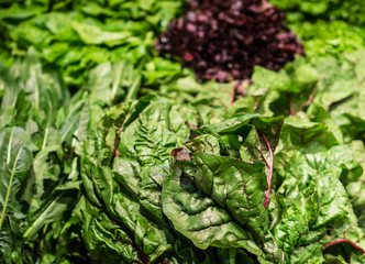 fresh organic greens to enjoy 
