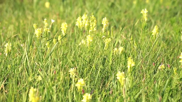Linaria vulgaris. Wildflowers in country field.