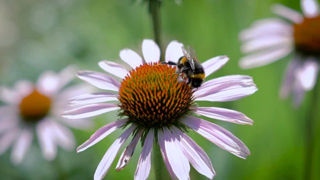 The bumblebee collecting nectar on a daisy