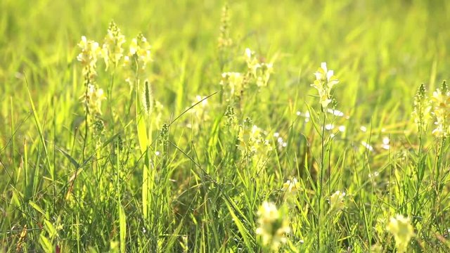 Linaria vulgaris. Wildflowers in country field.