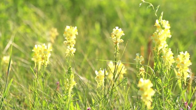 Linaria vulgaris. Wildflowers in country field.