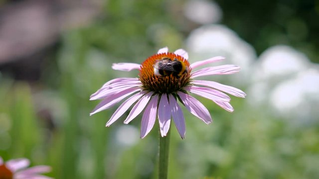 The bumblebee collecting nectar on a daisy